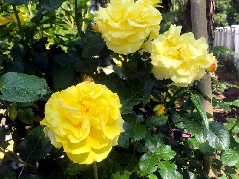 Gelbe Rosen