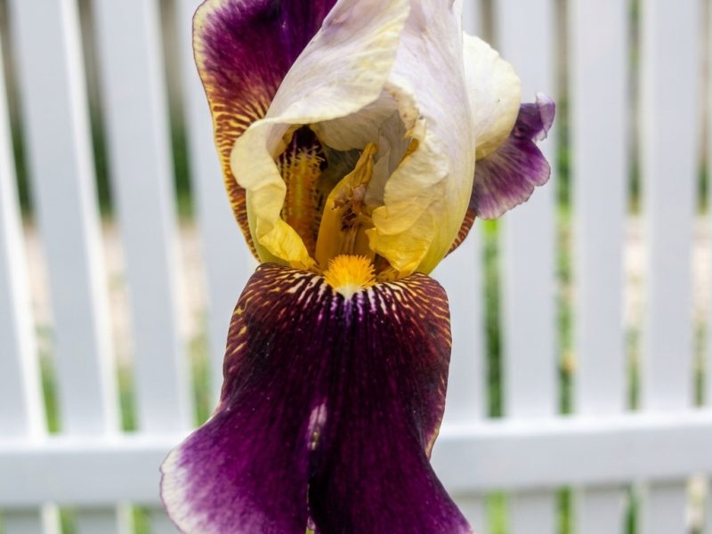 Iris