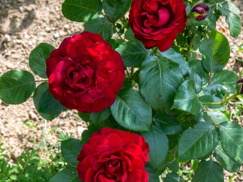 Rote Rosen