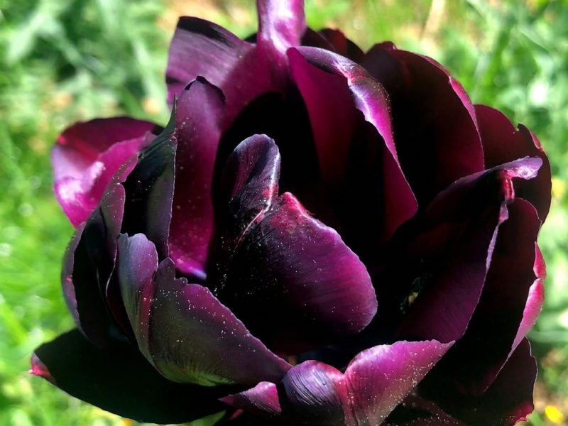 Dunkle Tulpe