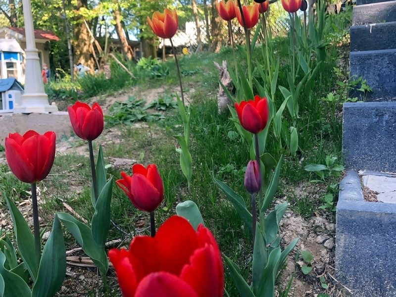 Rote Tulpen