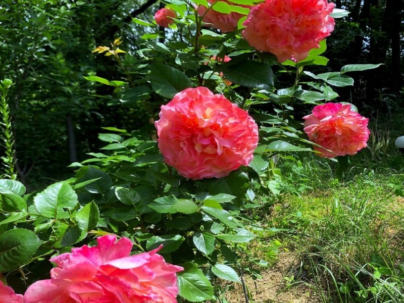 Rosen im Garten
